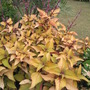 Coleus