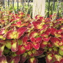 Coleus Red