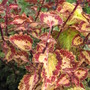 Coleus Red 2