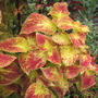 Coleus Red 3