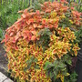 Warm Coleus Grouping