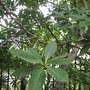 Loblolly Bay Tree (Gordonia lasianthus)