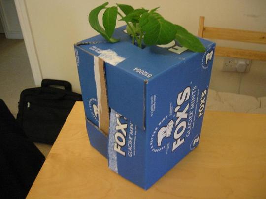 Tomato Transport System (TTS) (Lycopersicon esculentum)