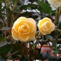 Dsc00244