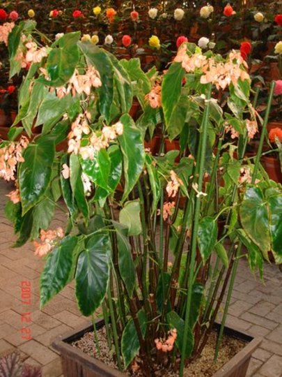 Begonia