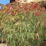 Dsc00249