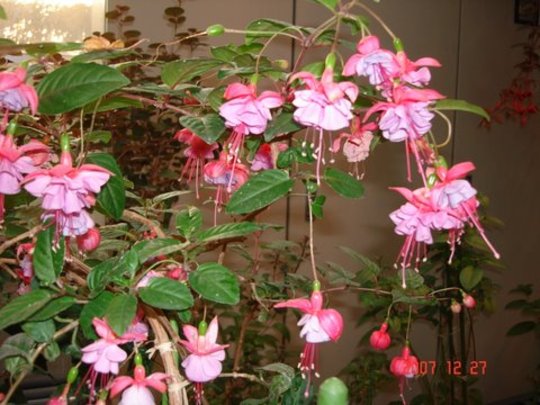 Fuchsia