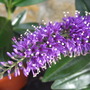Purple Hebe flower. (Hebe)
