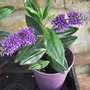 Hebe cutting in flower. (Hebe)