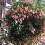 Dsc00274