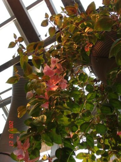 Fuchsia