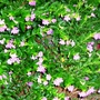 Cuphea hyssopifolia (Mexican Heather)