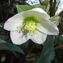 Helleborus_x_ericsmithii_1