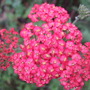 Red Achillea (Achillea)