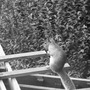 Charlie Squirrel