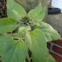 Last sunflower
