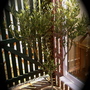 Olea