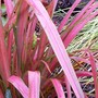 Phormium cookianum