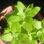 Lemon Balm