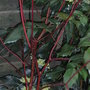 Mahonia japonica 2 (Mahonia japonica)