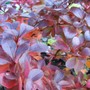 Berberis (Berberis thunbergii)