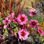 2008_0815ShrewburyFS0271.jpg