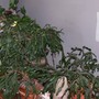 christmas, thanksgiving, easter cactses