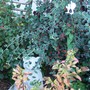 cotoneaster gone wild