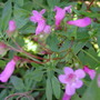 Penstemon smallii 'Lilac Bells' (Penstemon smallii 'Lilac Bells')