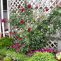 ~RED DUBLIN BAY ROSE CLIMBER~