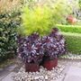 Black Aeonium in pots (Black Aeonium)