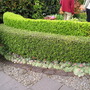 ~LILIPUTIAN DOUBLE HEDGE~