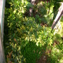 Schefflera arboricola 'variegata' (Schefflera arboricola 'variegata')