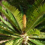 Encephalartos altensteinii - Prickly Cycad (Encephalartos altensteinii - Prickly Cycad)