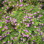 Cuphea hyssopifolia - Mexican False Heather (Cuphea hyssopifolia - Mexican False Heather)
