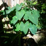 Colocasia esculenta - Taro, Elephant's Ears (Colocasia esculenta - Taro, Elephant's Ears)
