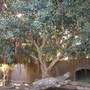 Ficus rubiginosa - Rusty Fig  (Ficus rubiginosa - Rusty Fig)
