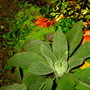 new plants...basal rosette...Mullein...Verbascum thapsus... is biennial. (verbascum thapsus)