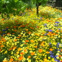 A garden flower photo