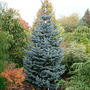 Abies lasiocarpa 'Kenwith Blue' (Abies lasiocarpa (alpine fir))