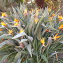 Strelizia reginae - Bird of Paradise (Strelizia reginae - Bird of Paradise)