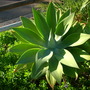 Agave attenuata - Fox Tail Agave (Agave attenuata - Fox Tail Agave)