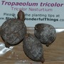 corms (tropaeolum tricolor)