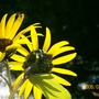 Sunflowers in October in NY (Helianthus annuus (Sunflower))