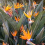 Strelizia reginae - Bird of Paradise (Strelizia reginae - Bird of Paradise)