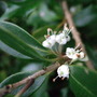 Osmanthus