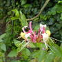 pink honeysuckle  (Lonicera periclymenum (Honeysuckle))