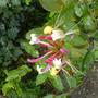 pinky honeysuckle (Lonicera periclymenum (Honeysuckle))