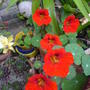 Tropaeolum