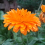 marigold (Calendula officinalis (English marigold))